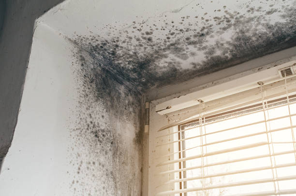 Affordable Mold Inspection And Testing solutions in Trenton, IL